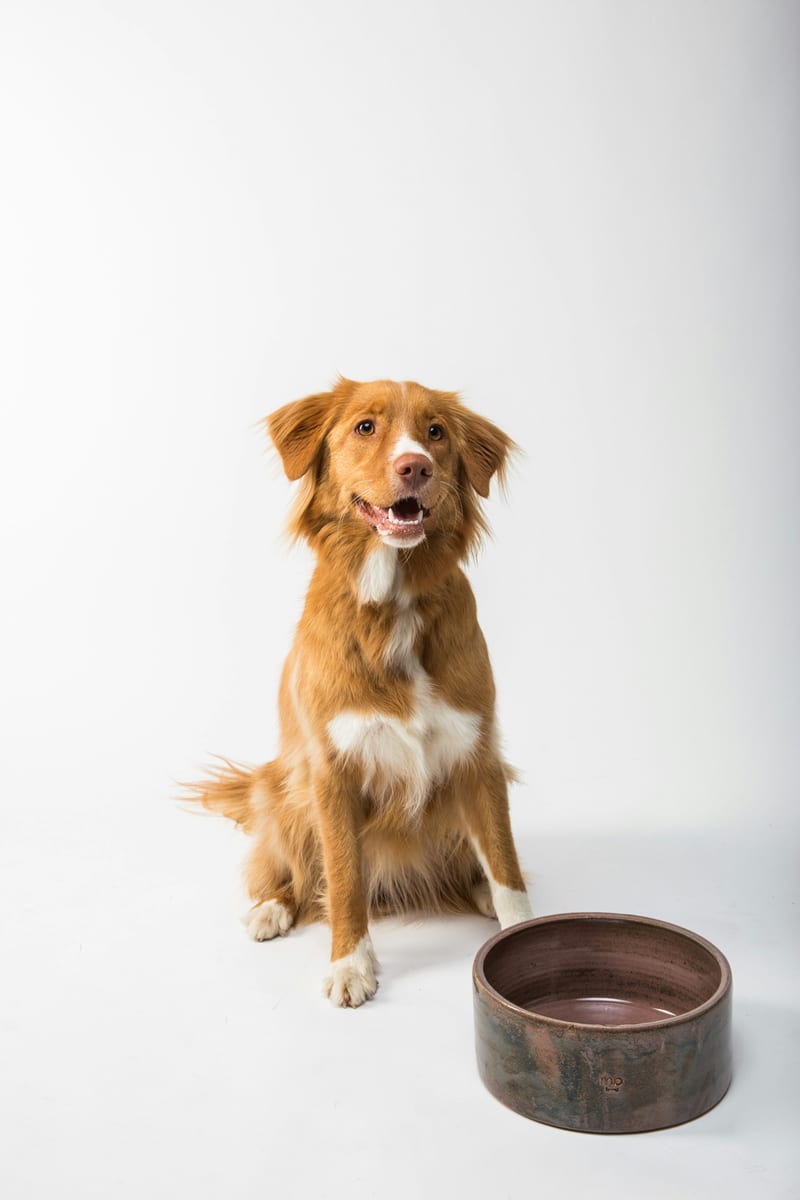 Dog photo: Thanksgiving Foods Dogs Should Avoid
