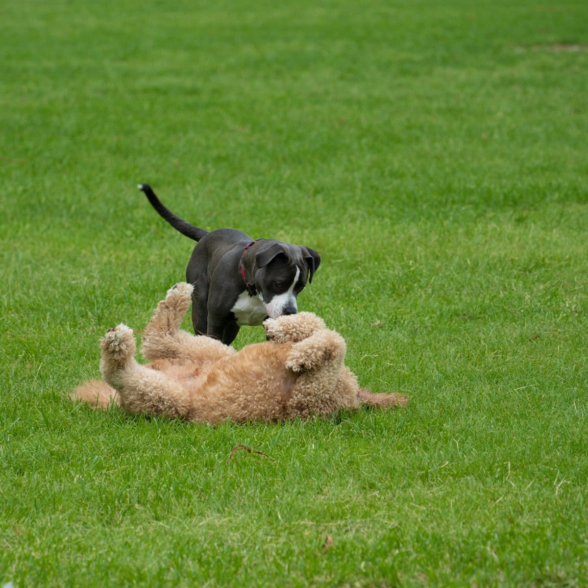 Dog photo: Puppy Kindergarten vs Private Training