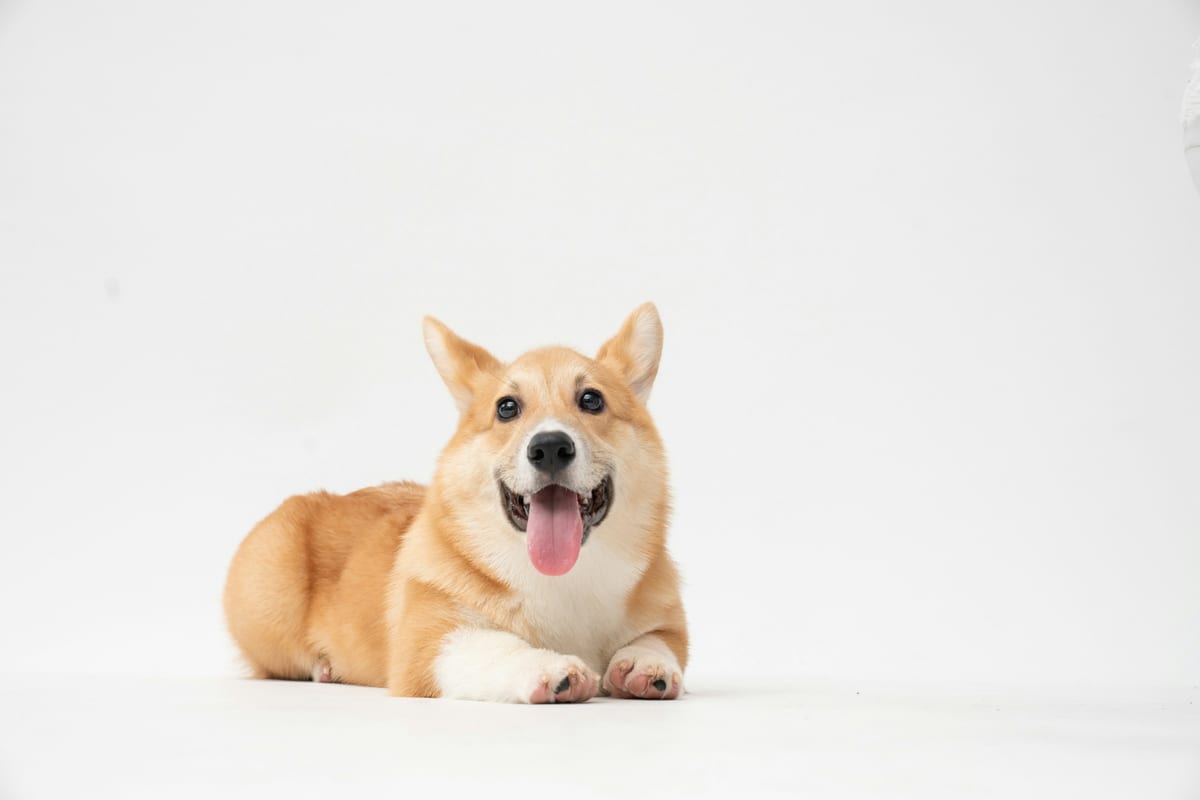 Dog photo: First Week Home Routine
