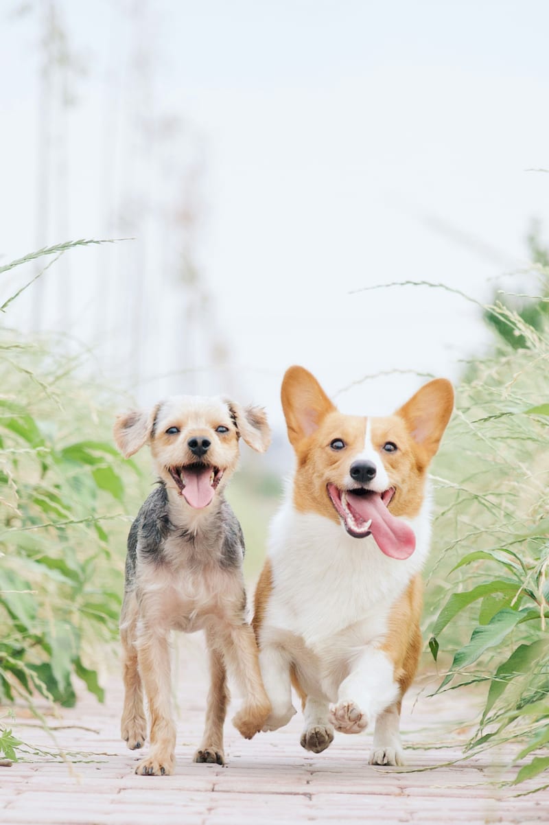Dog photo: Quiet Barking on Cue