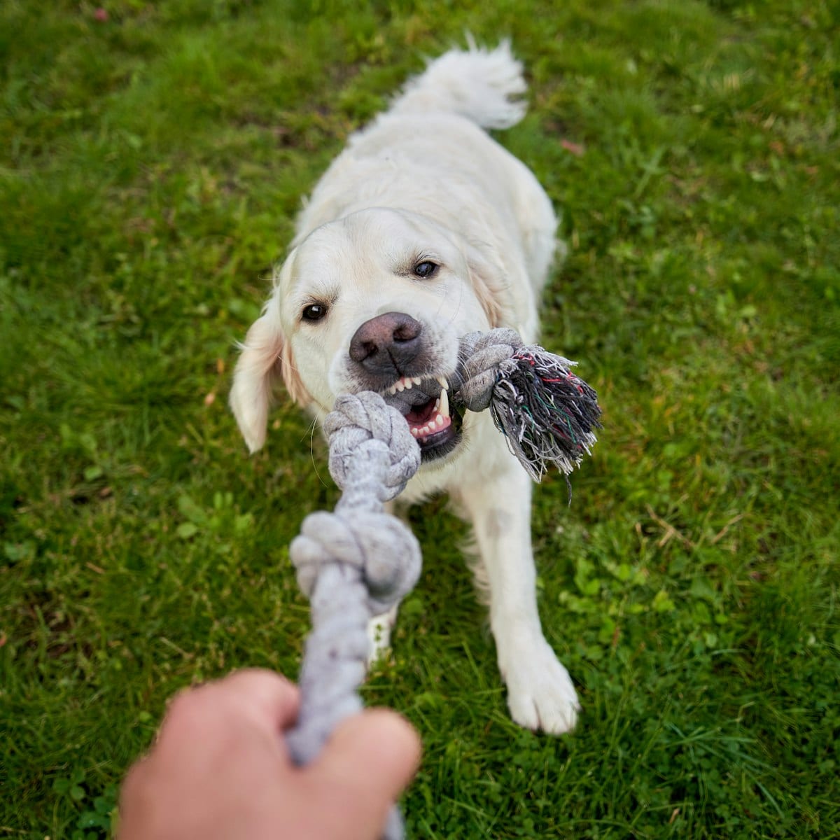 Dog photo: The Burger King $5 Meal Deal Returns. What About the Dogpper?