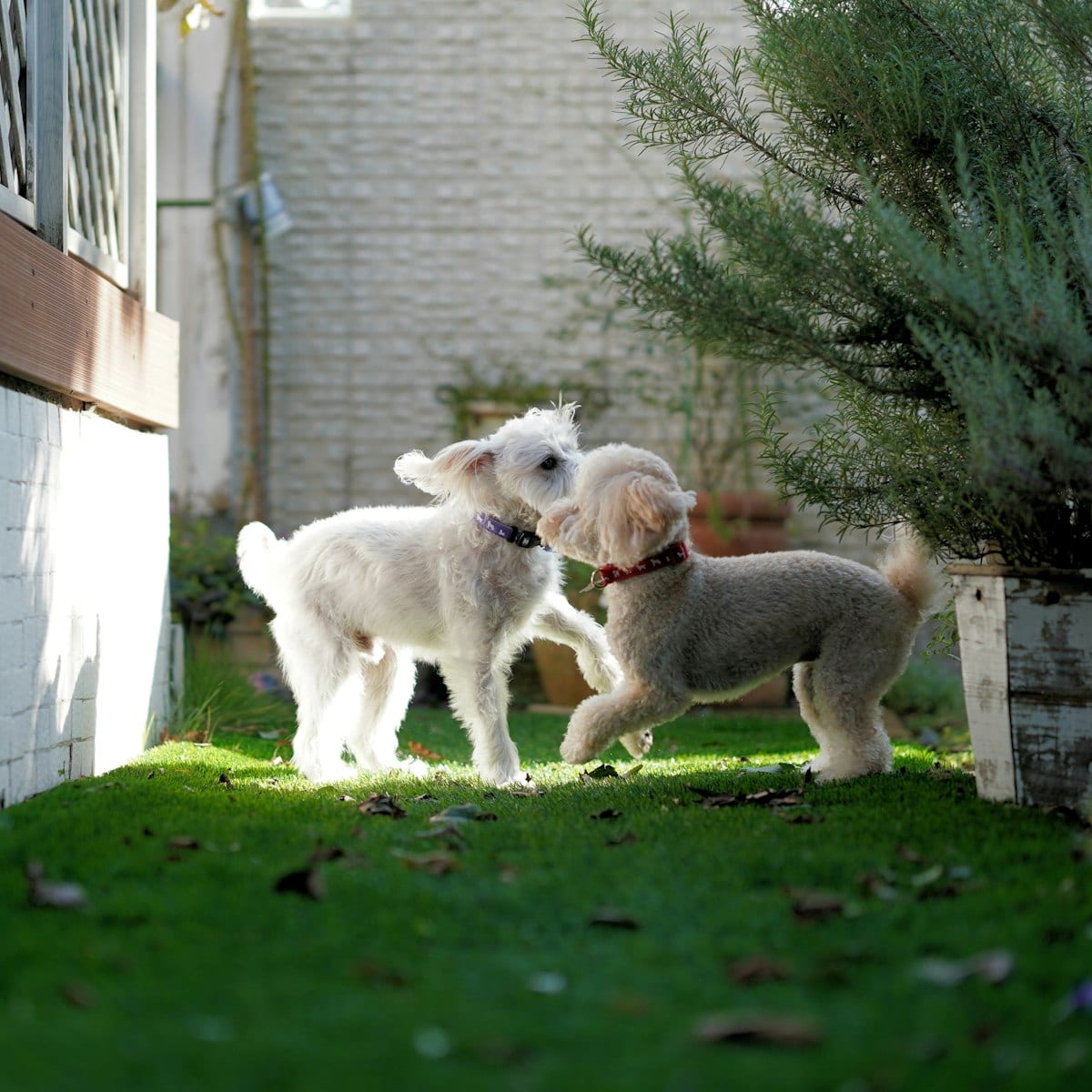 Dog photo: Honest Kitchen: Has the Dog Food Brand Issued a Recall in 2024?