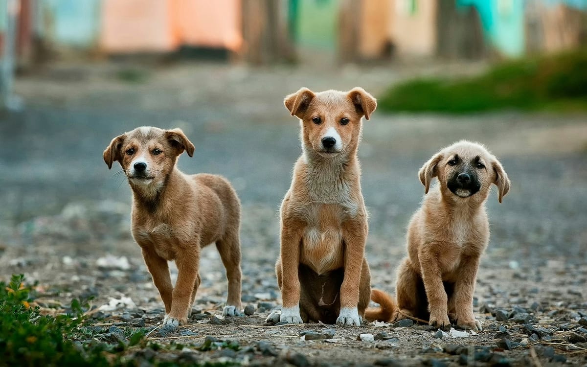 Dog photo: Do Small Dogs Really Live Longer? The Science of Breed Size and Aging