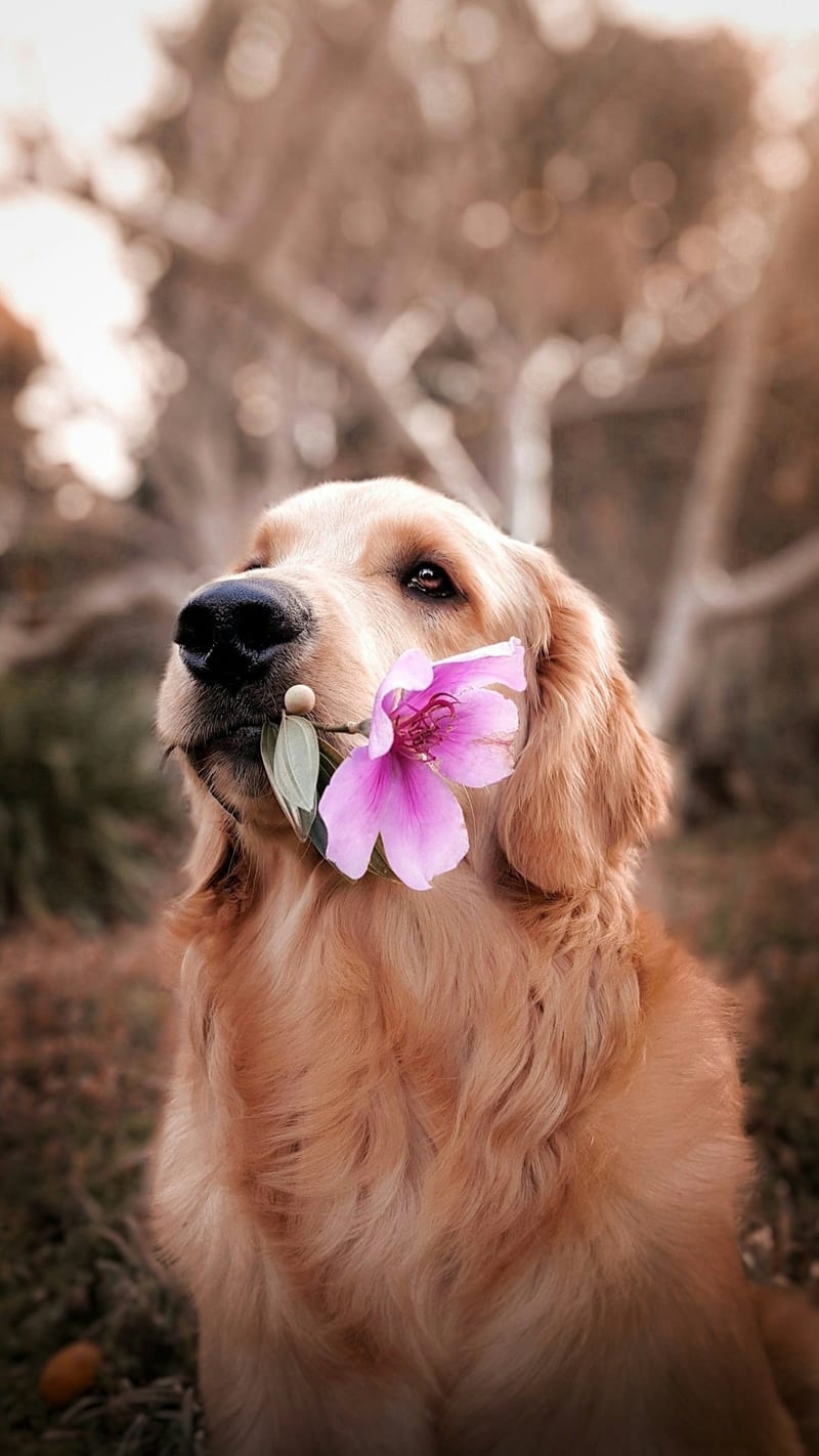 Dog photo: Senior Dog Nutrition Adjustments