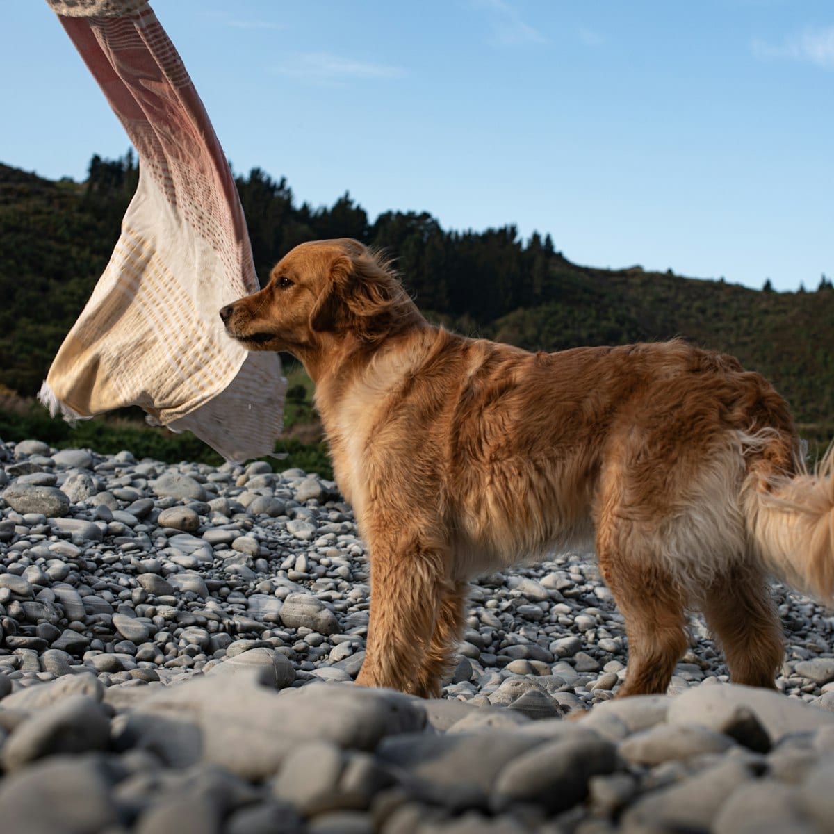 Dog photo: Homemade Dog Food: What You Need to Get Right