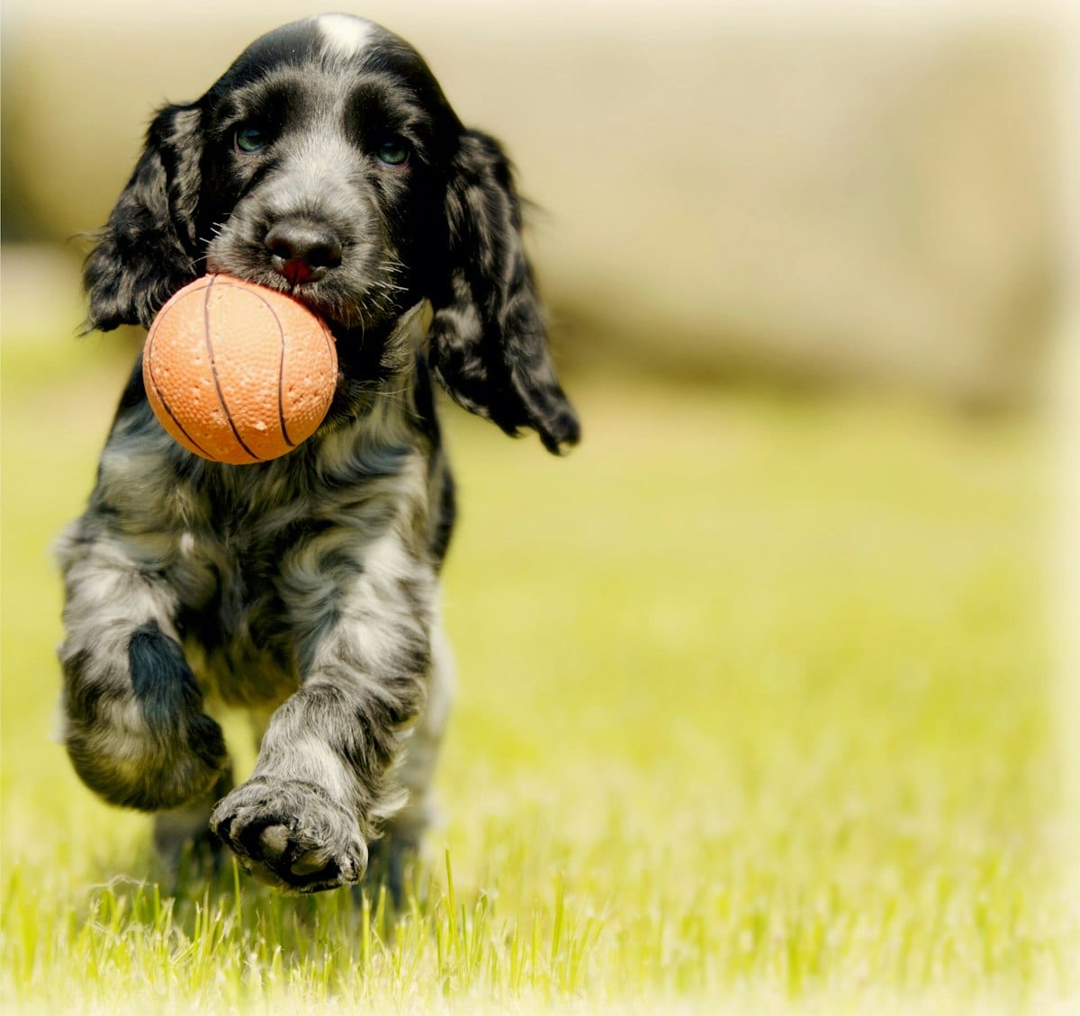 Dog photo: We Tested 6 No-Pull Dog Harnesses—Here's What Worked