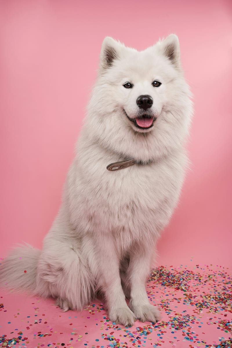 Dog photo: Herding Breeds in Urban Homes