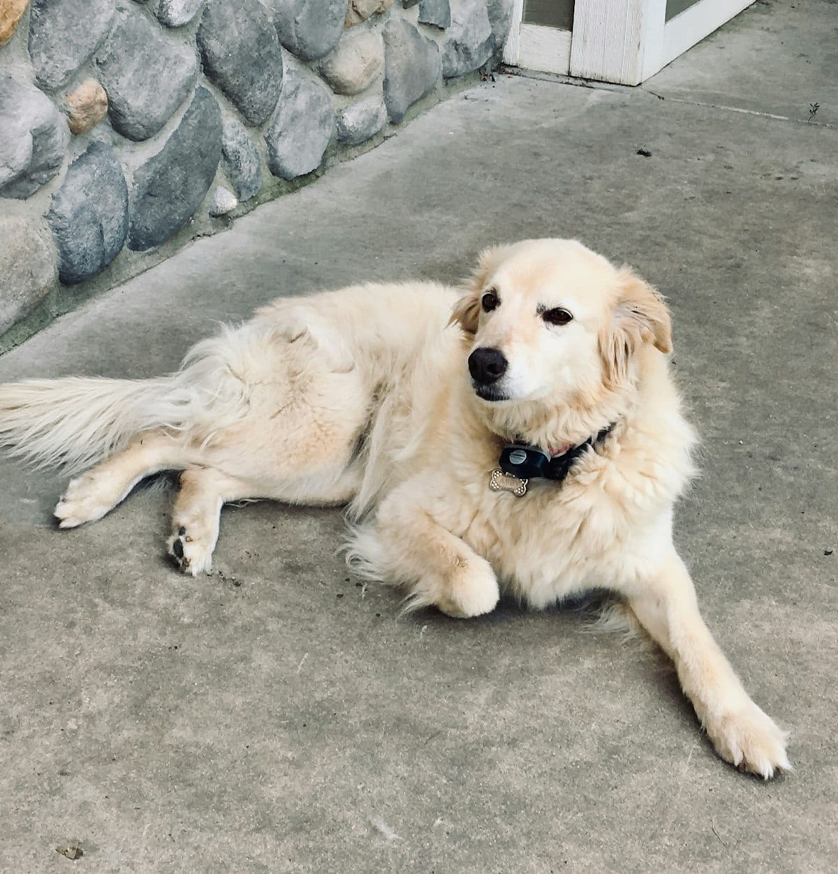 Dog photo: Raising the Woof: FunnyFuzzy’s Premium Dog Products