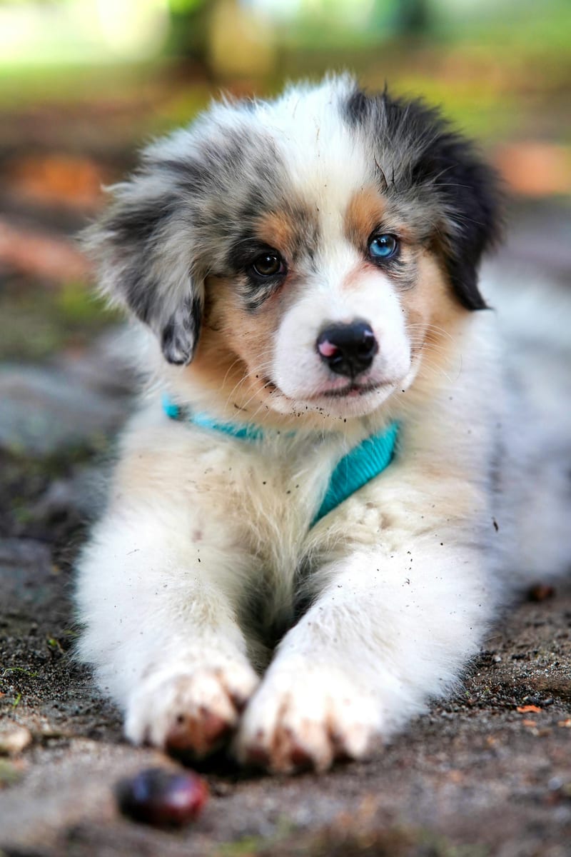 Dog photo: Handling Puppy Fear Periods