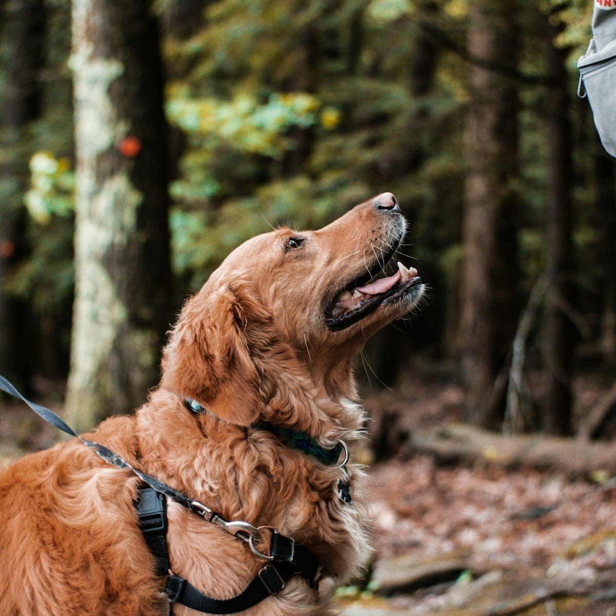 Dog photo: Surviving Puppy Teething: What to Expect and How to Help