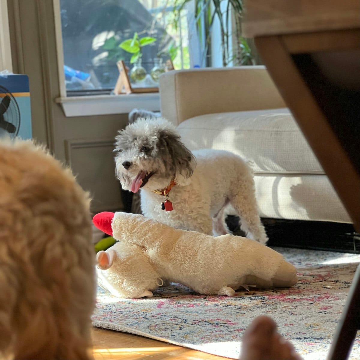 Dog photo: DogTime Review: Are 'Beast & Buckle' Harnesses As Tough As They Are Adorable?