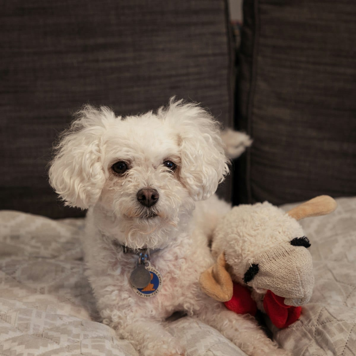 Dog photo: Fresh Dog Food Delivery: Comparing the Top Services