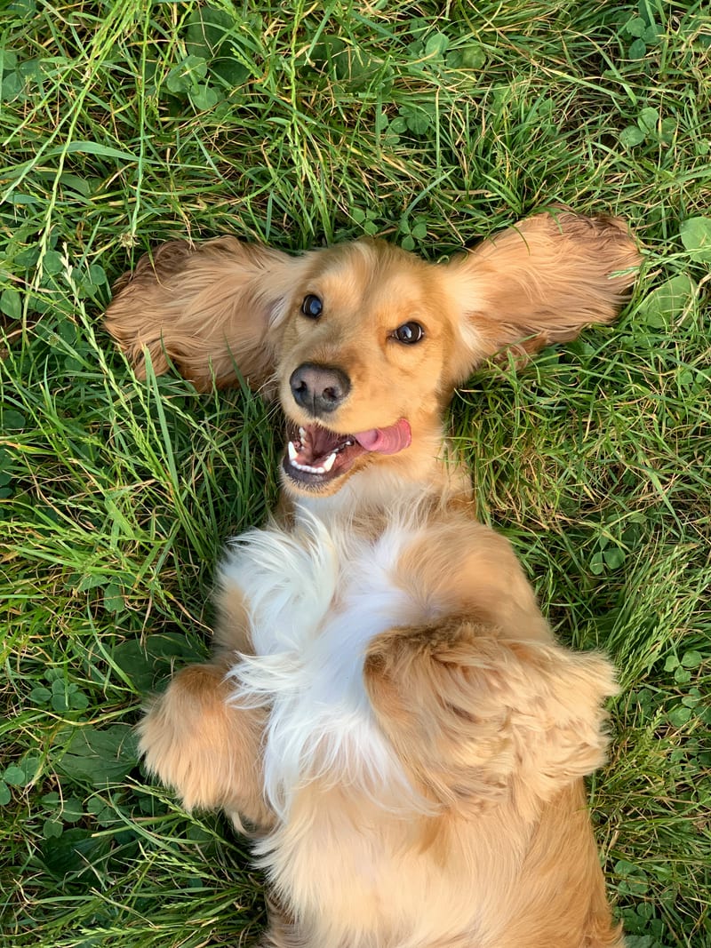 Dog photo: Bad Breath Isn't Normal: Spotting Dental Disease in Dogs