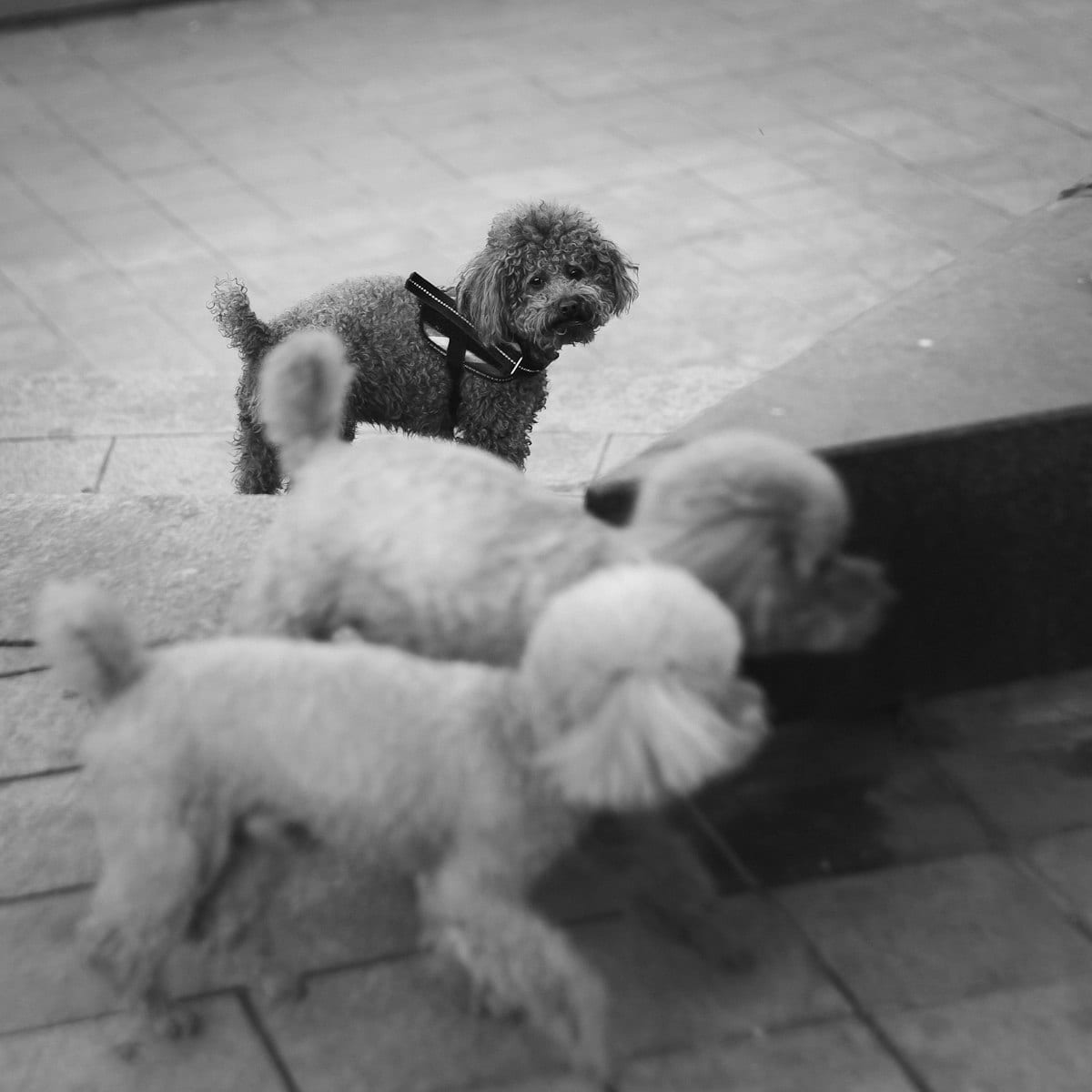Dog photo: House Training a Puppy: A Step-by-Step Plan That Works