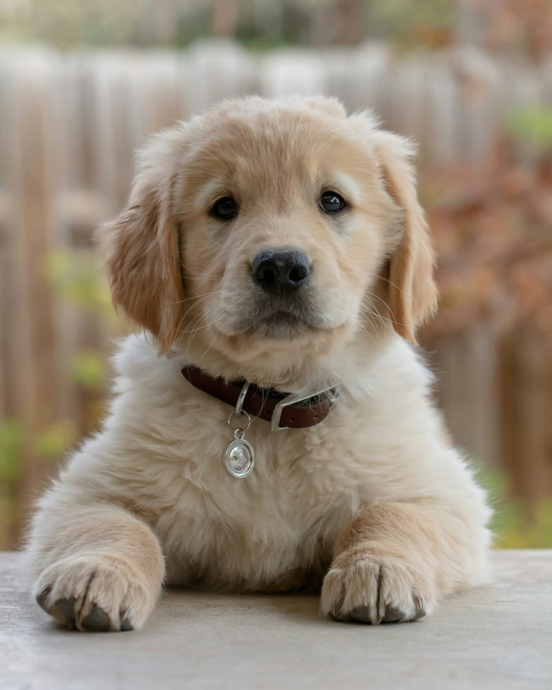 Dog photo: Can Dogs Eat Water Chestnuts? Are Water Chestnuts Safe For Dogs?