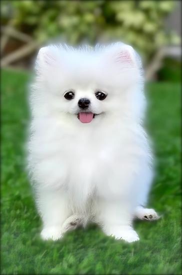 Dog photo: Can Dogs Eat Longans? Are Longans Safe For Dogs?