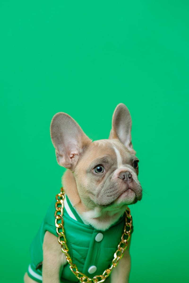 Dog photo: Grooming-Heavy Coats: What to Budget