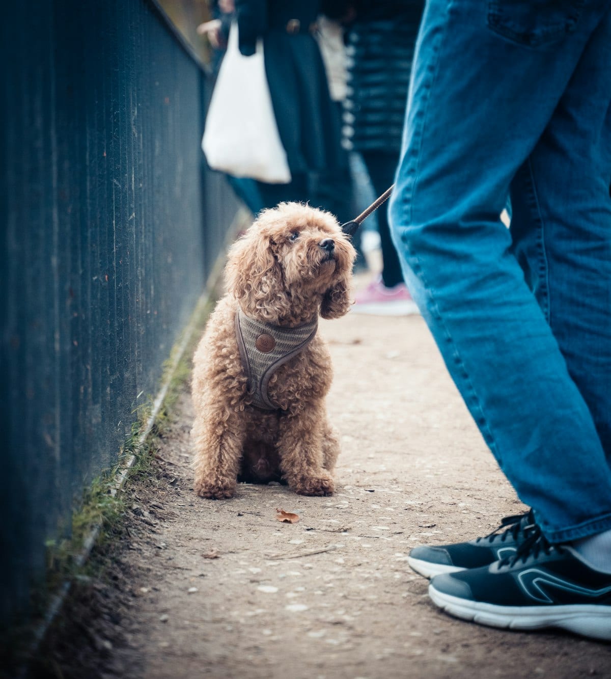 Dog photo: What is Cobbing in Dogs and How Do I Stop It?