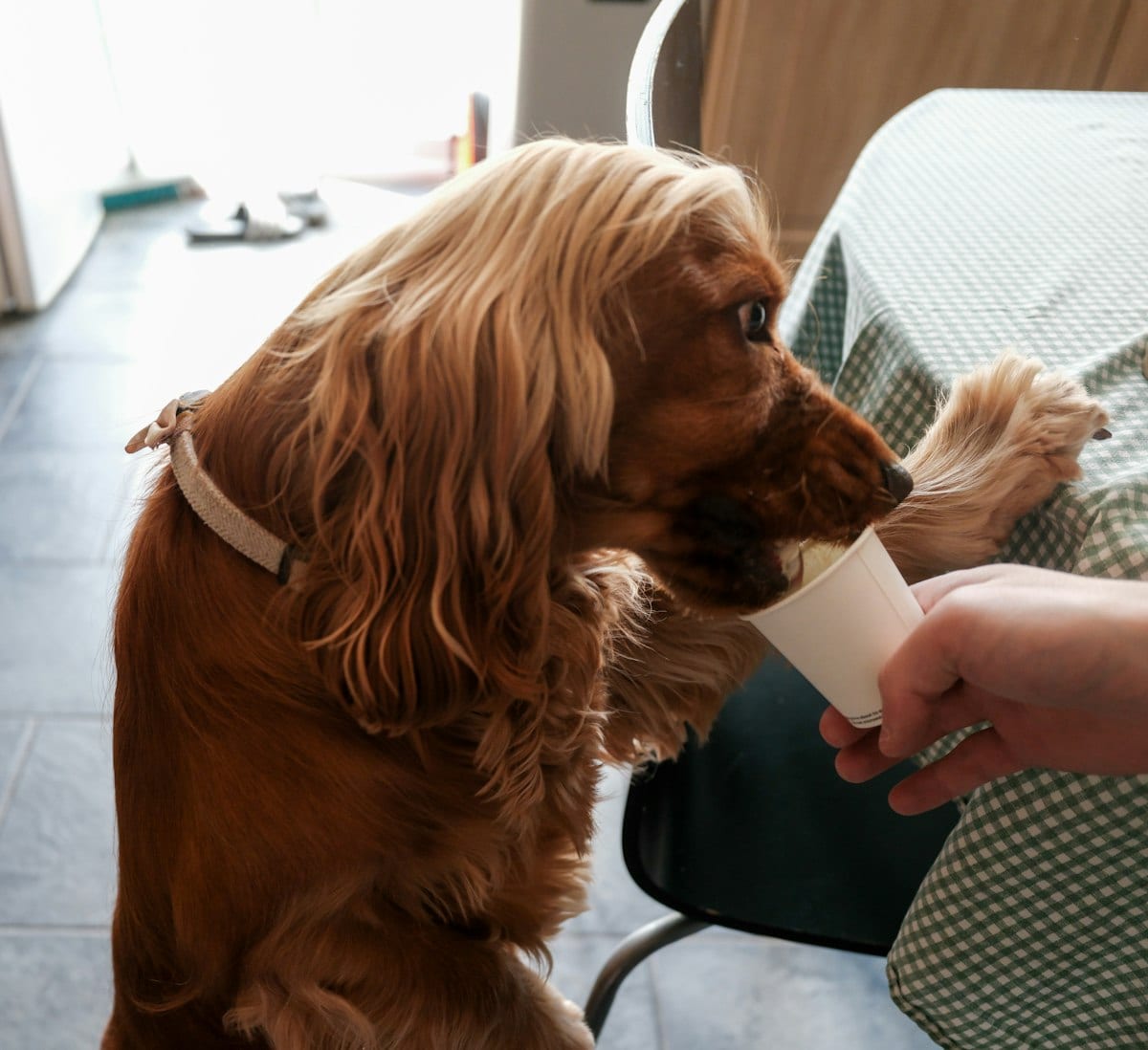 Dog photo: Noise Anxiety In Dogs: Symptoms, Causes, & Treatments