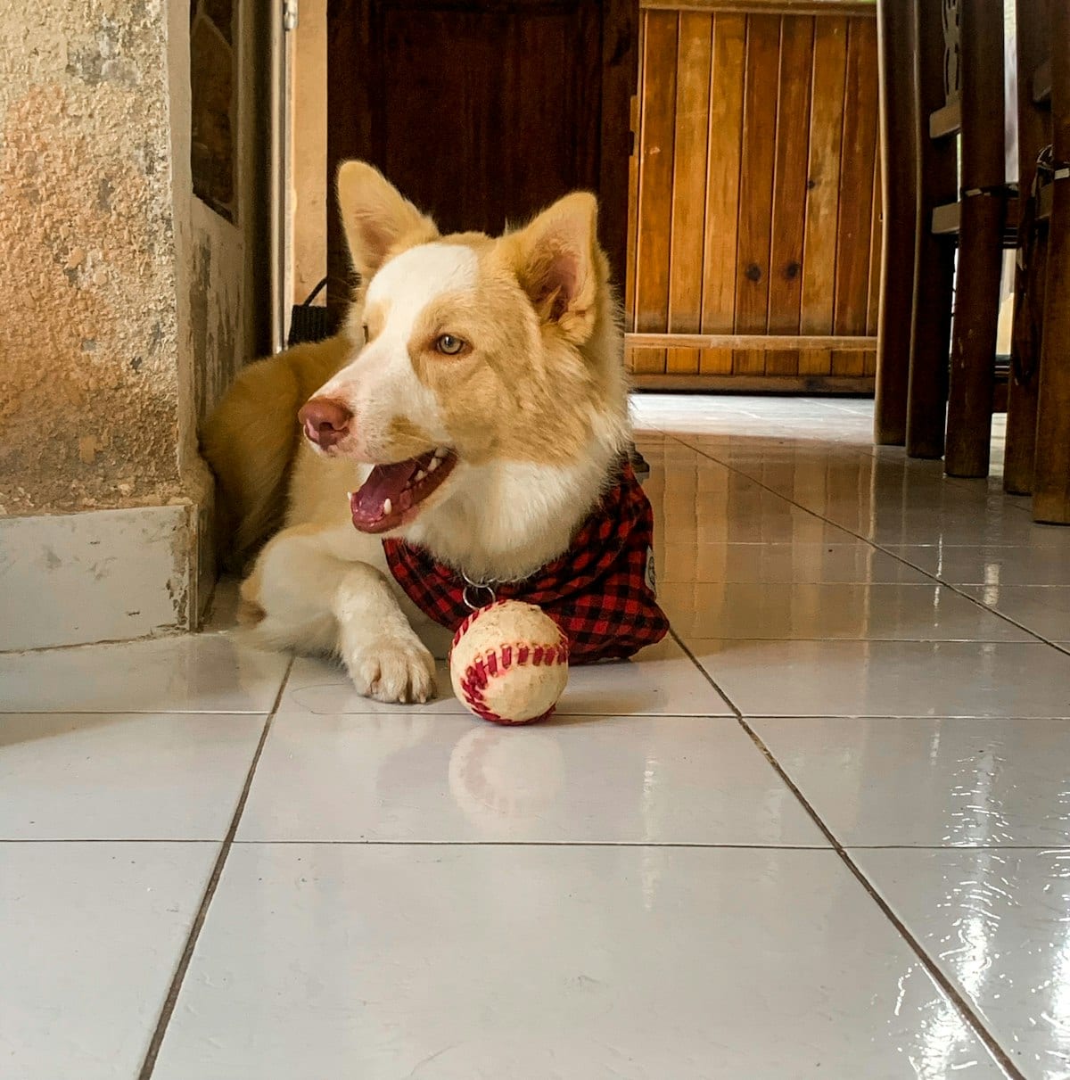 Dog photo: How the End of Daylight Saving Time Affects Your Dog