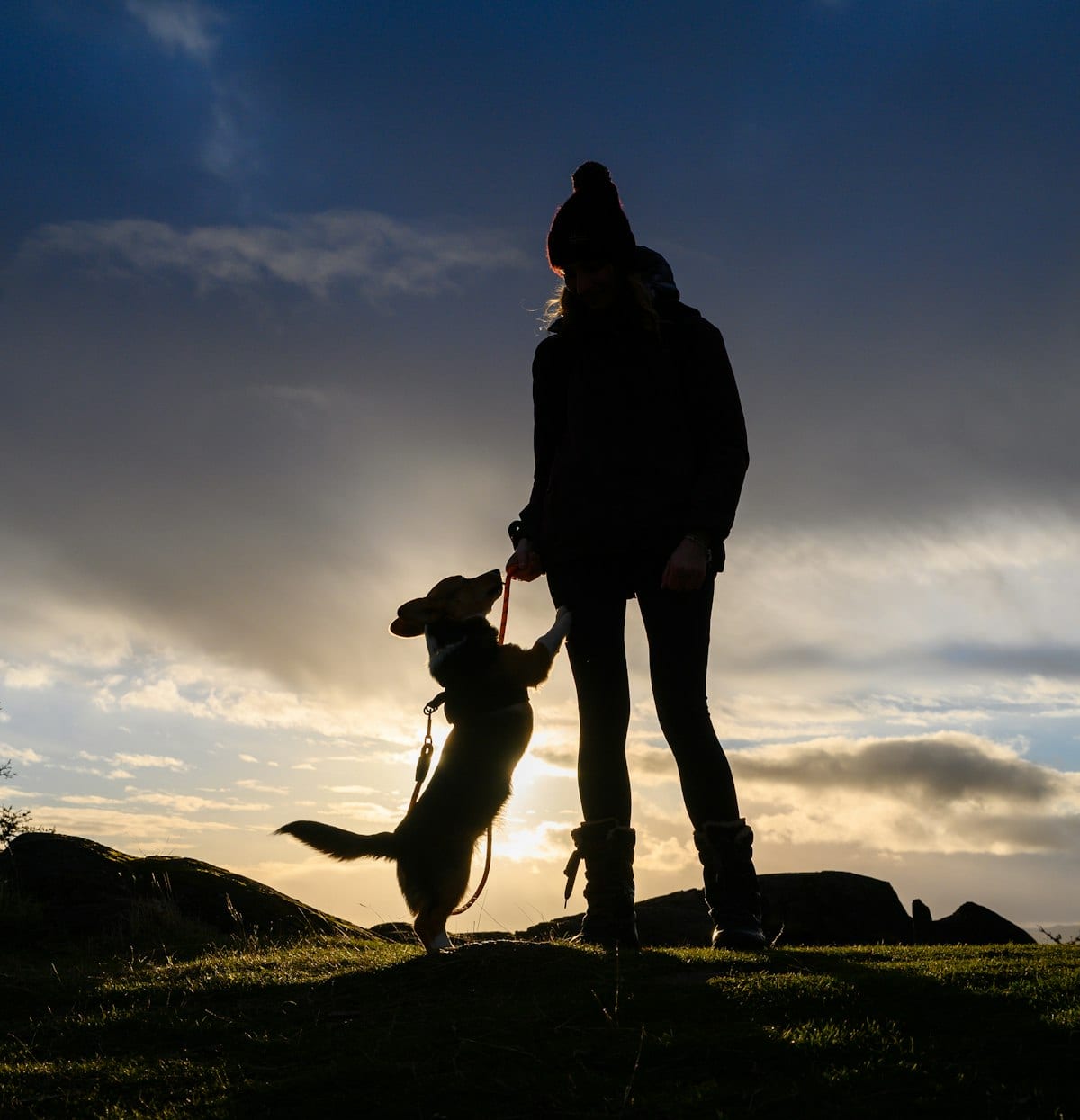 Dog photo: What a Dog’s Tail Is Telling You