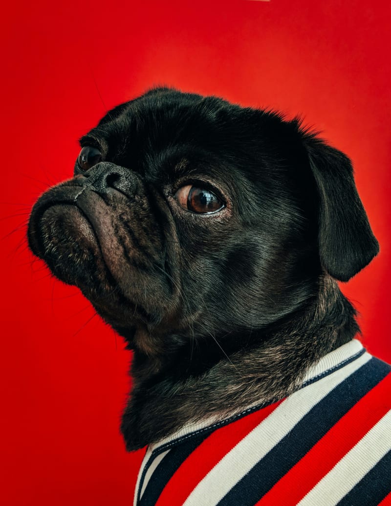 Dog photo: Home Dog Grooming Tips