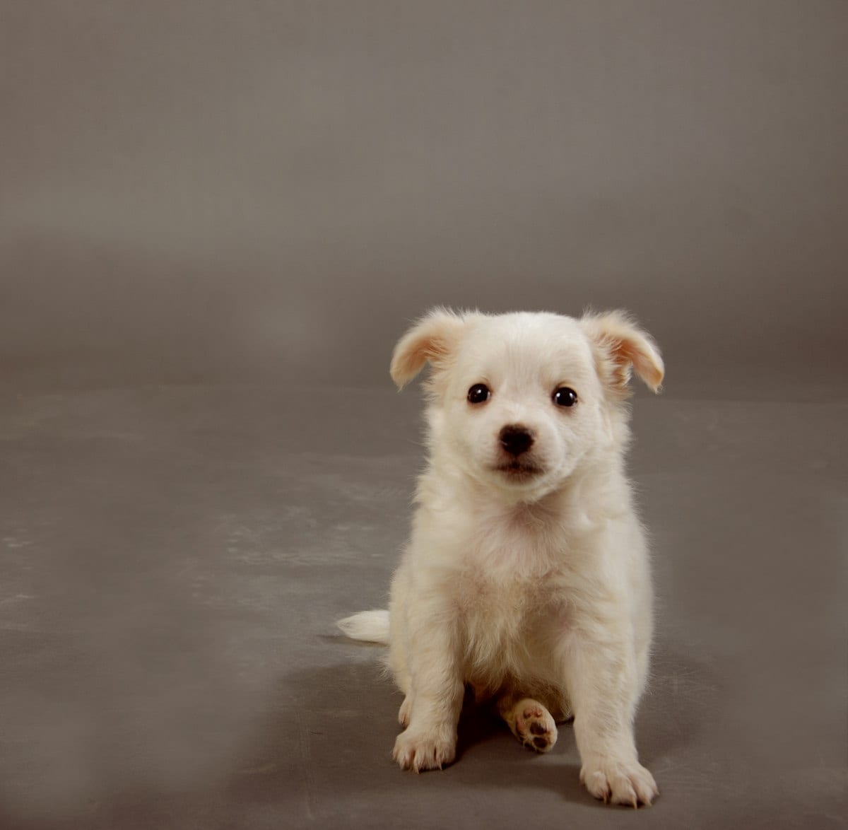 Dog photo: What Are the Best Fox Rescues and Shelters in The US?