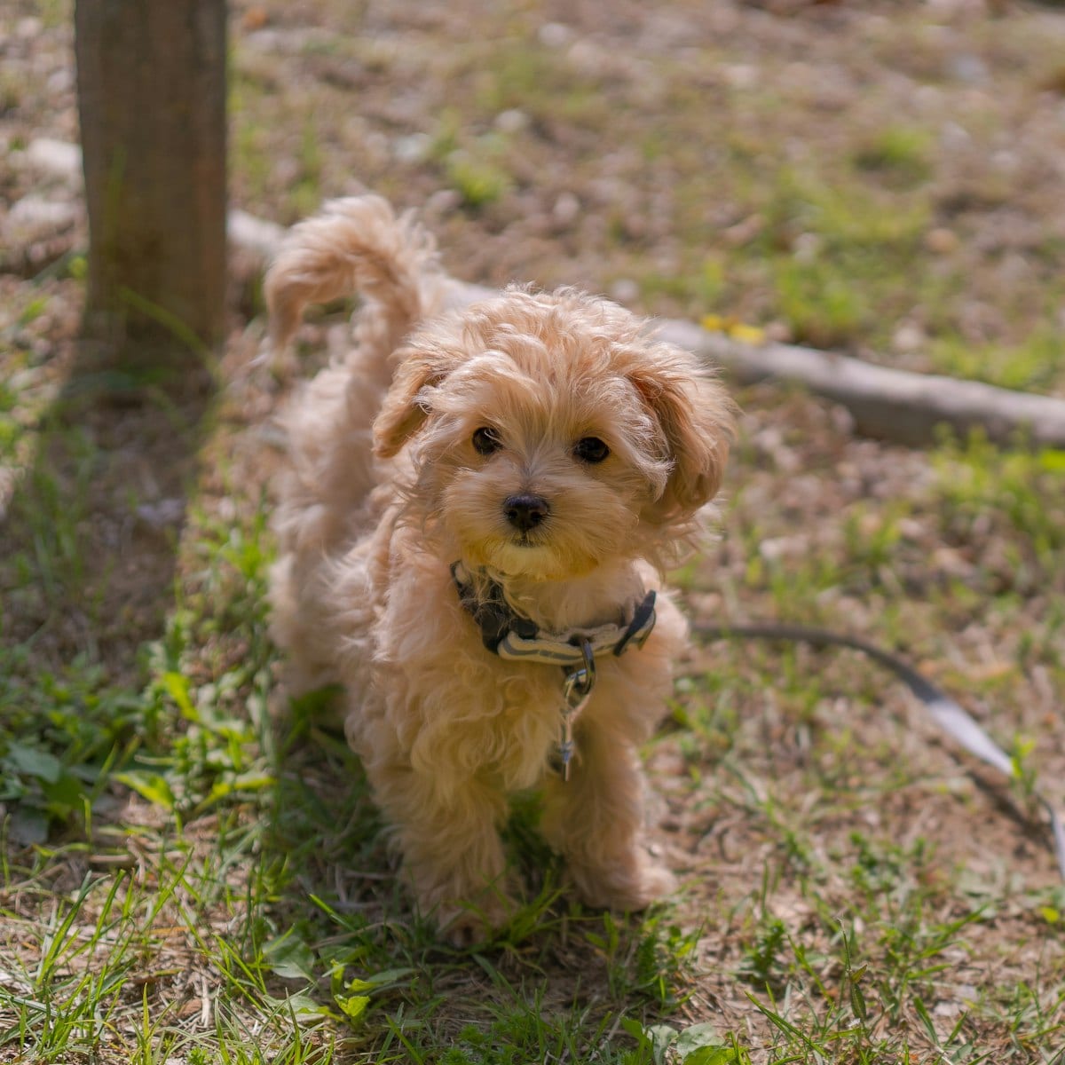 Dog photo: 11 Hypoallergenic Dog Breeds For Allergy-Sensitive Homes
