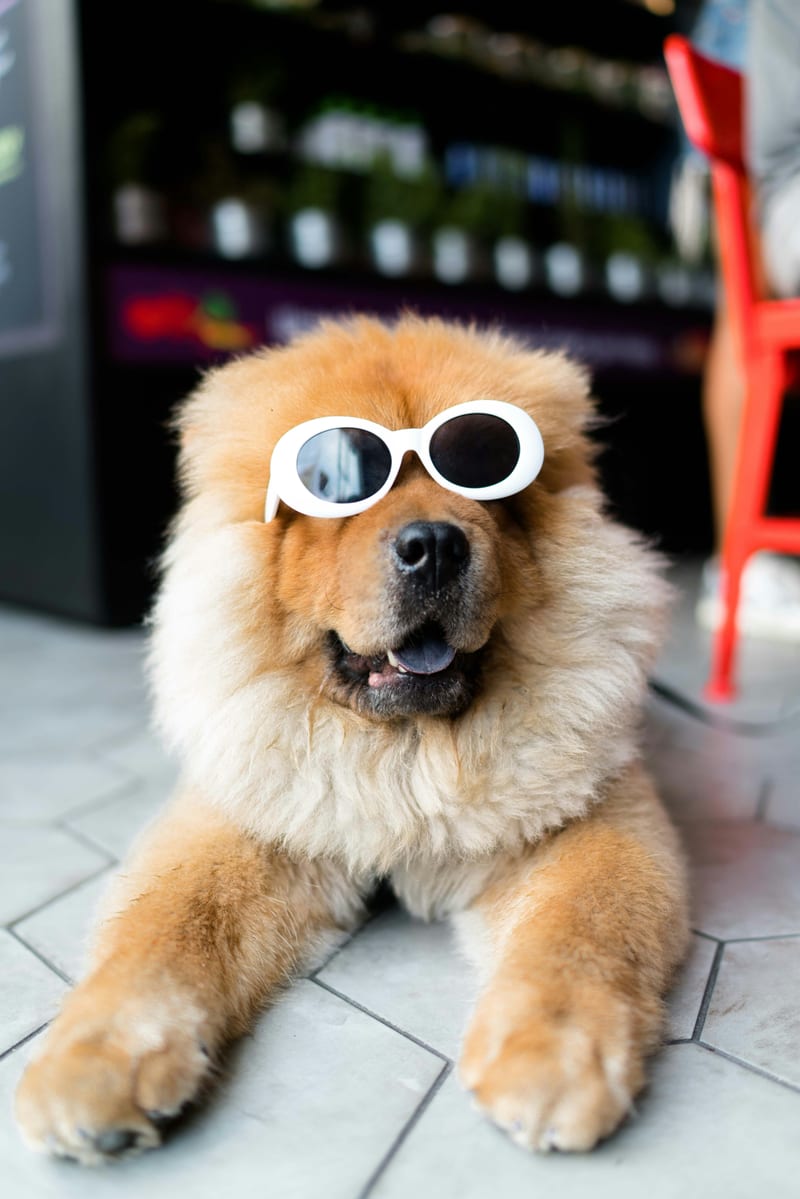 Dog photo: Shampoo Choices for Sensitive Skin
