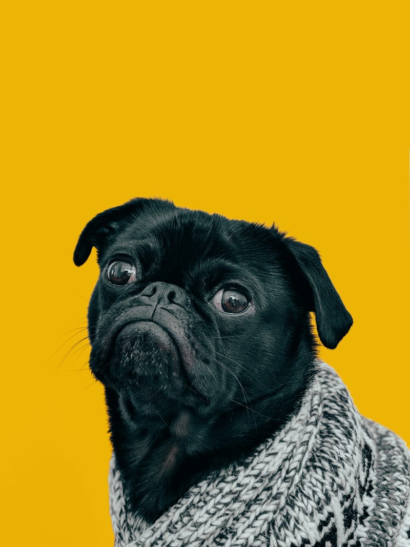 Dog photo: Recognizing Pain in Dogs