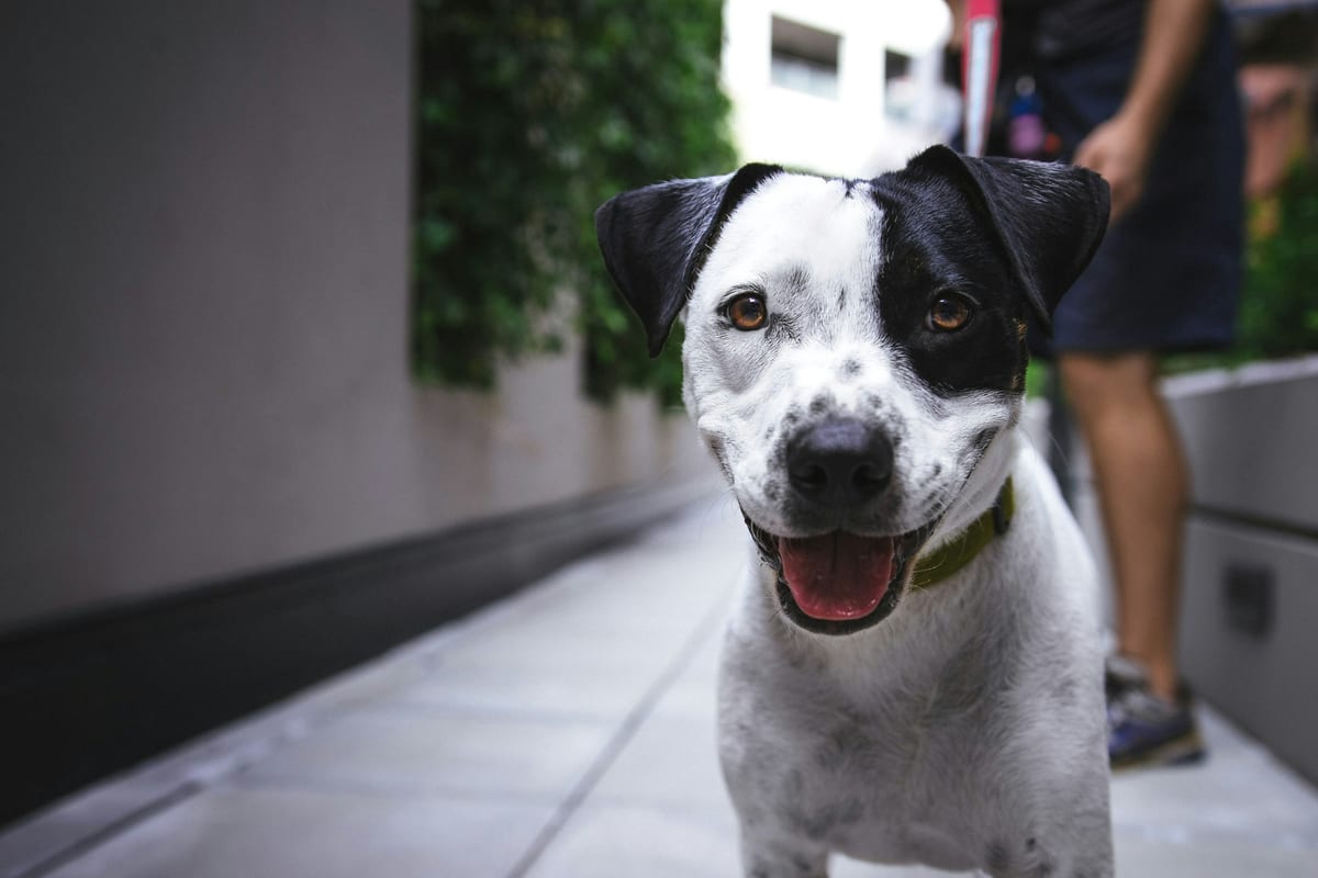 Dog photo: Impulse Control at the Food Bowl