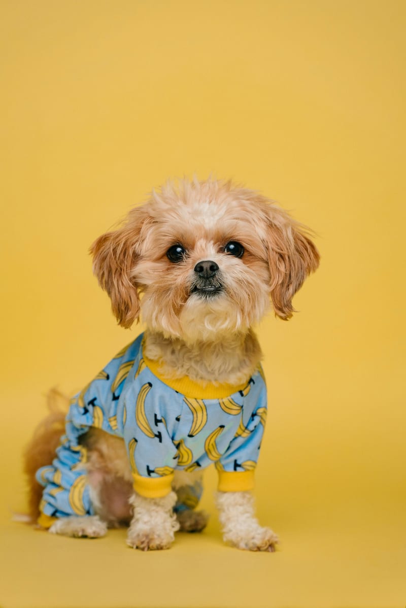 Dog photo: Loose-Leash Walking on Busy Streets