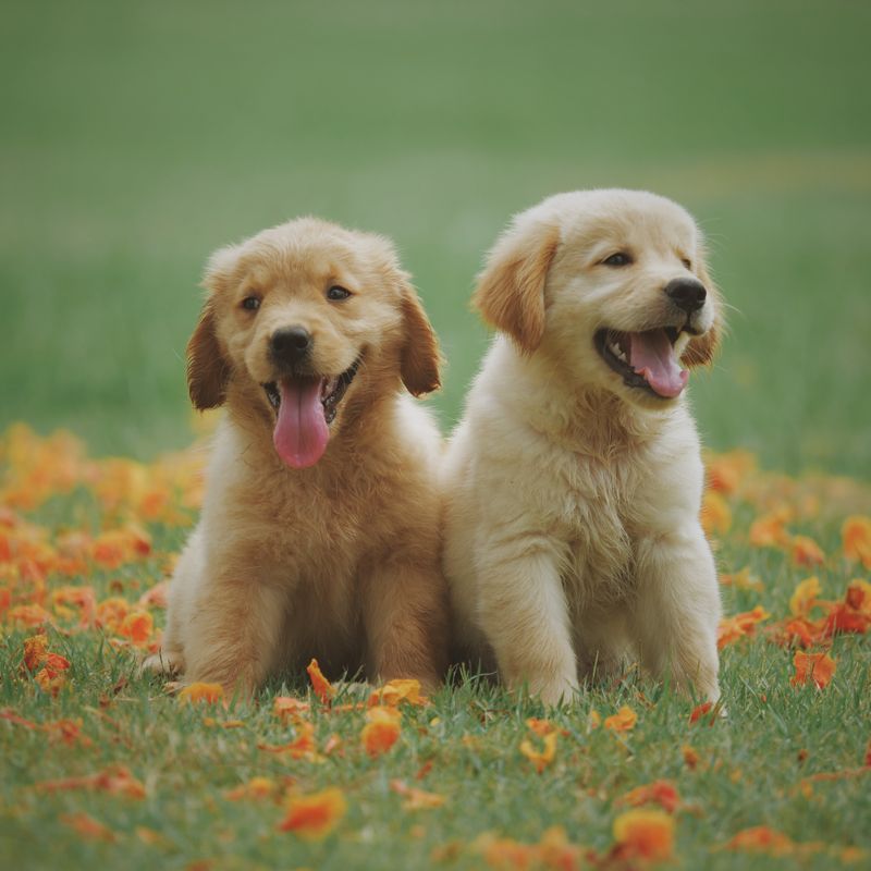 Dog photo: Are Dog Puzzle Toys Worth It? We Tested 5 Popular Options