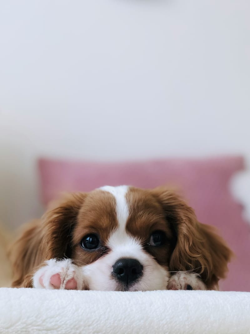Dog photo: Nail Quick Bleeding: First Aid Steps