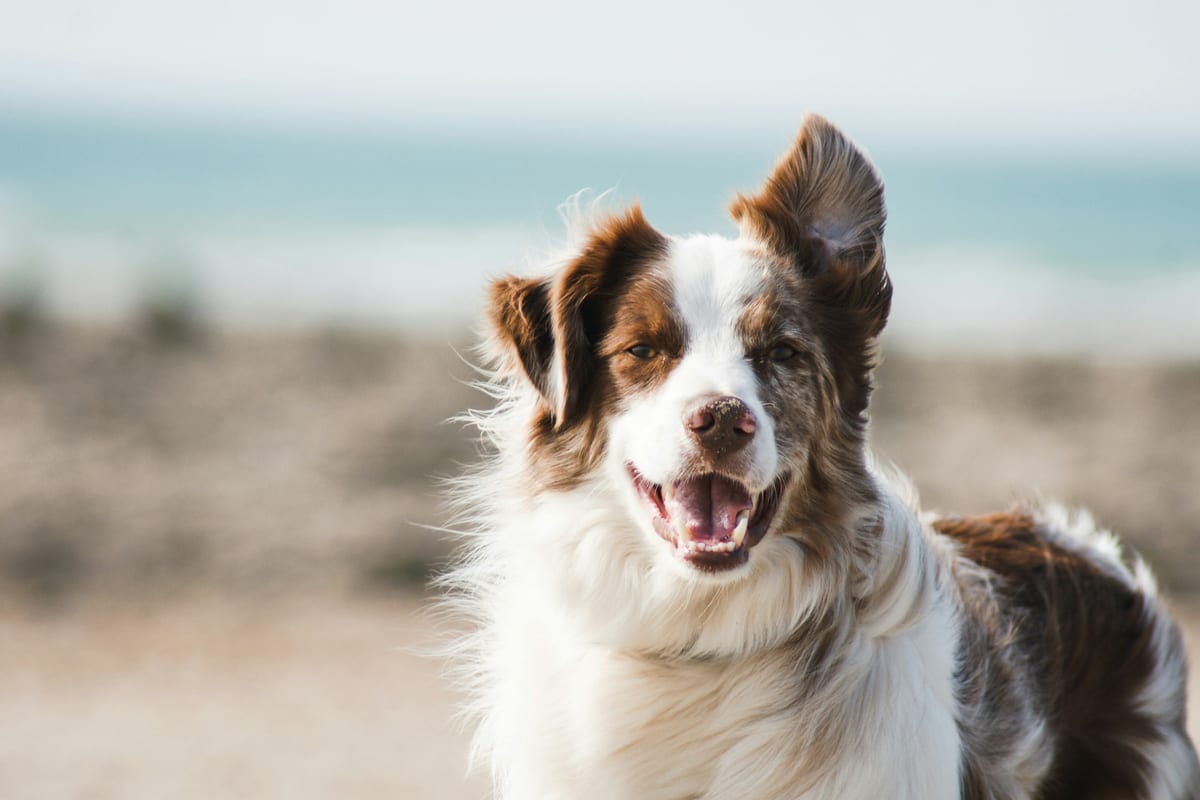 Dog photo: Cold Weather Breeds in Warm Climates