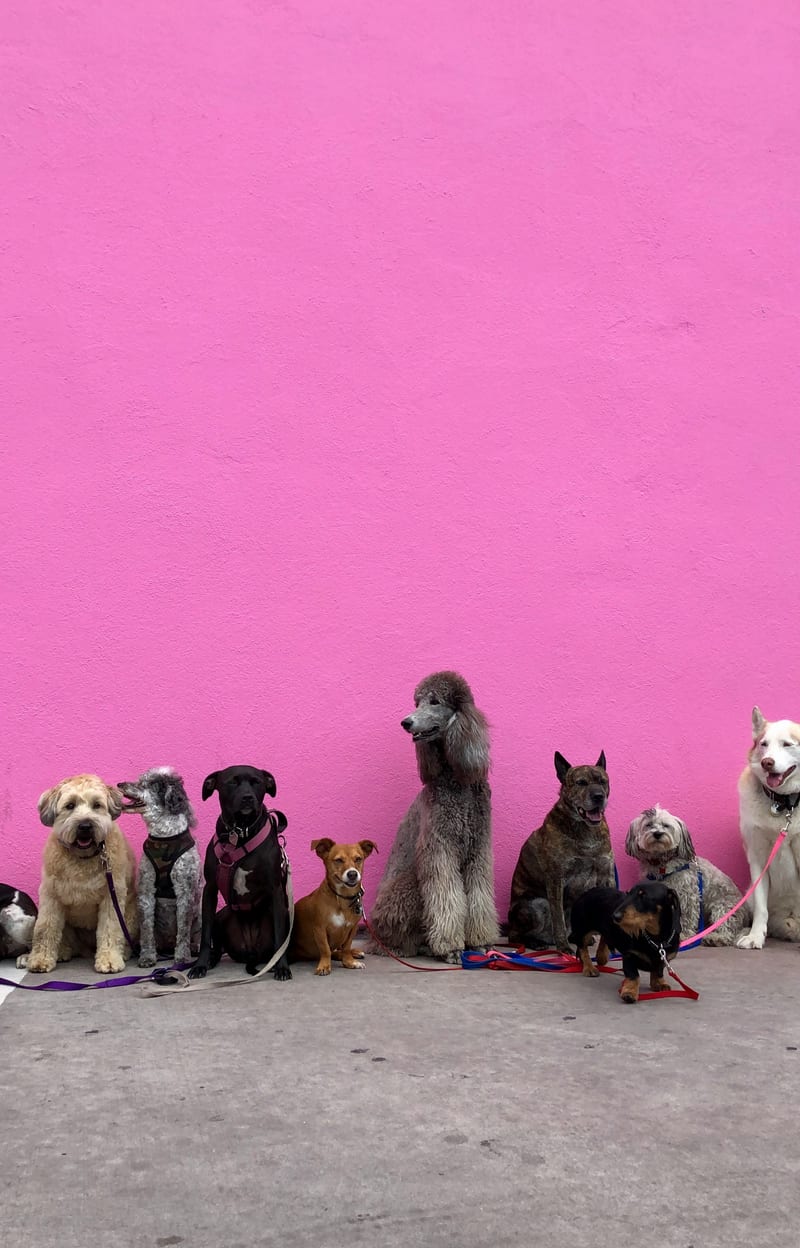 Dog photo: Puppy Proofing Your Home Room by Room