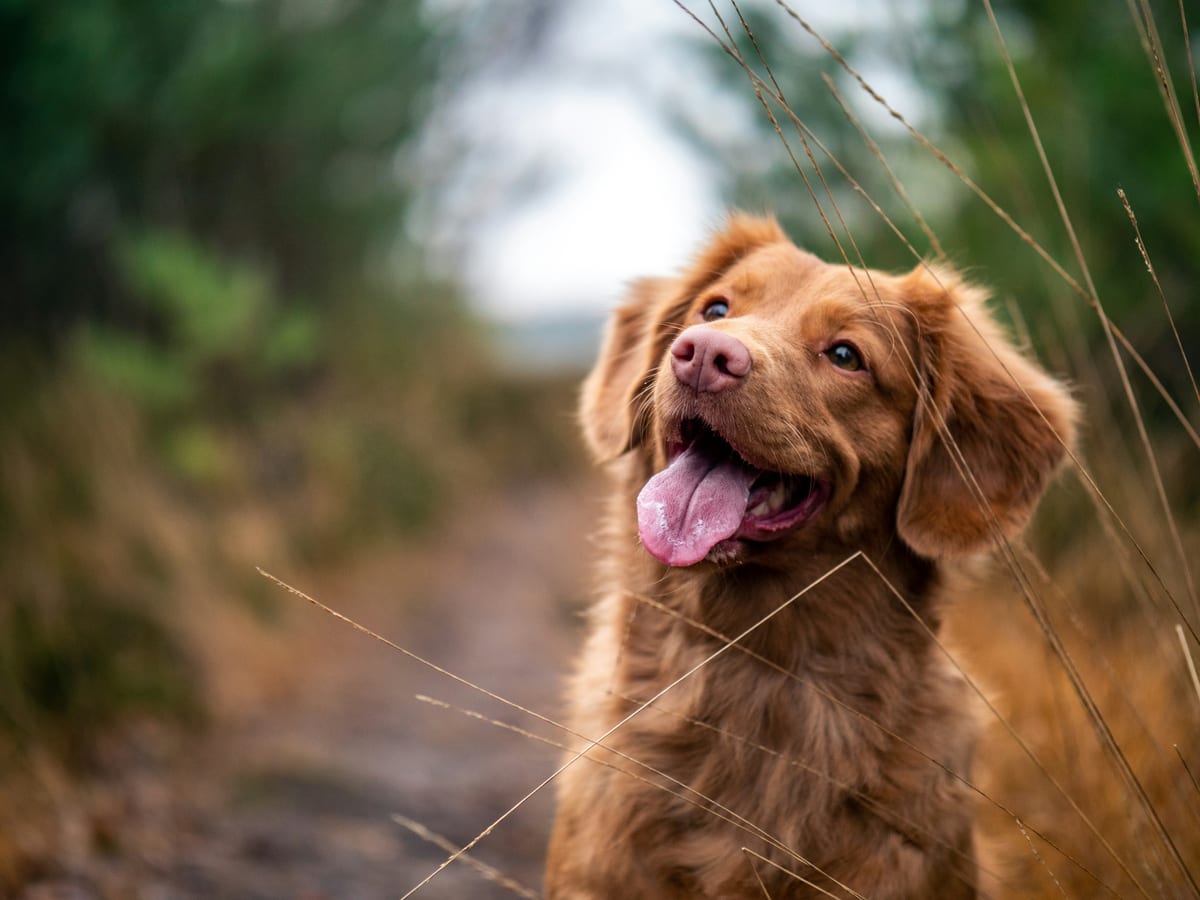 Dog photo: Weight Loss Plans for Overweight Dogs