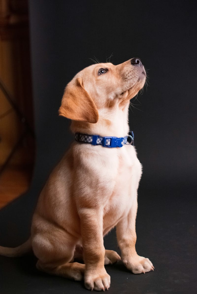 Dog photo: Car Seat Covers and Hammocks