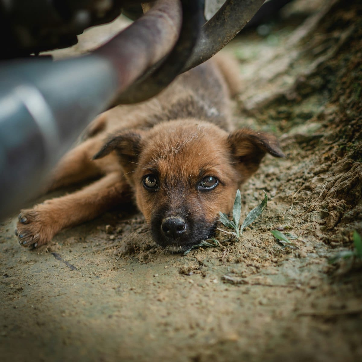Dog photo: Prescription Diets: When They Help