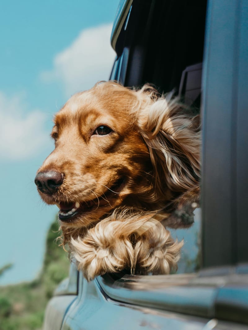 Dog photo: Flea and Tick Prevention Year-Round