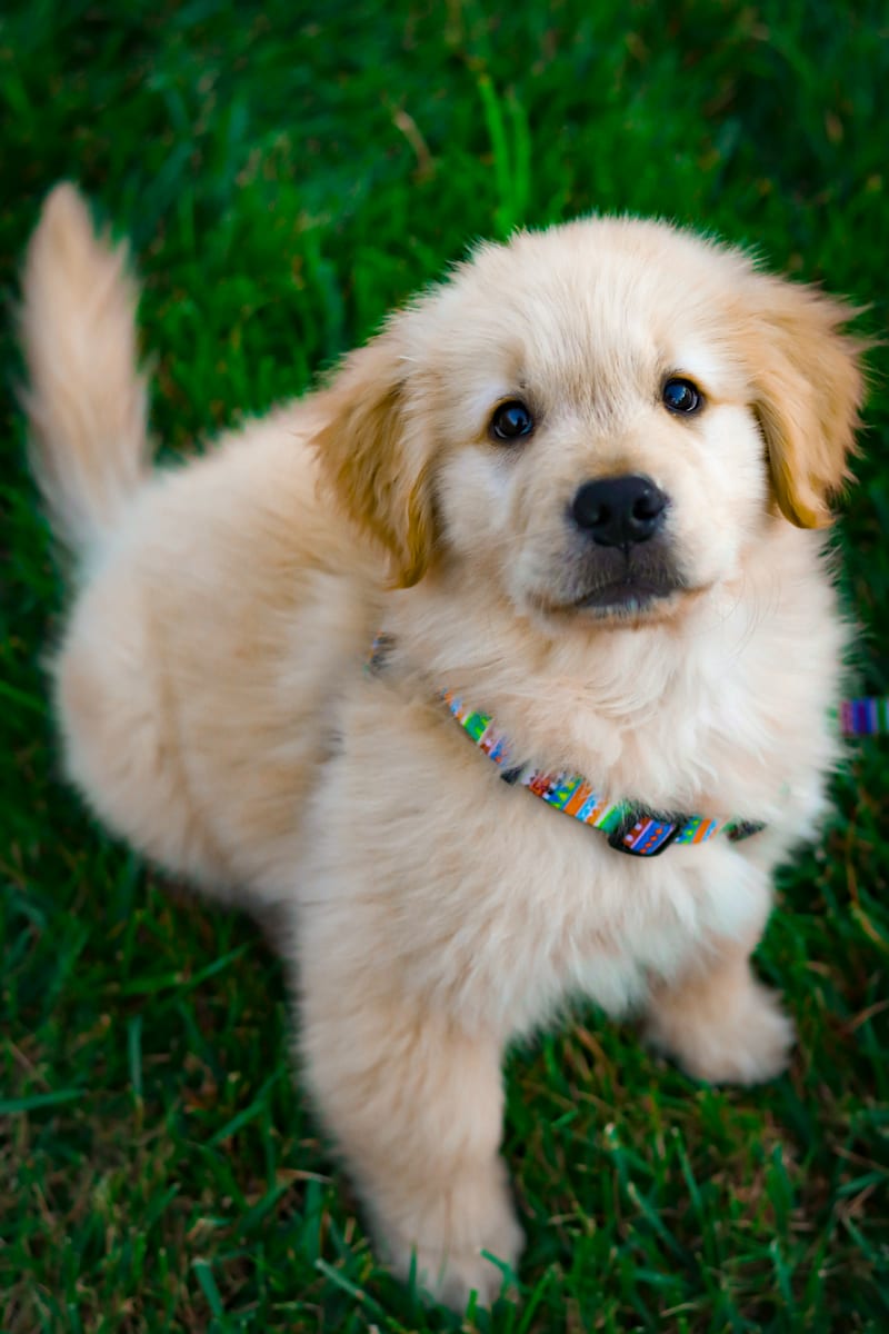 Dog photo: Slow-Feeder Bowls Compared