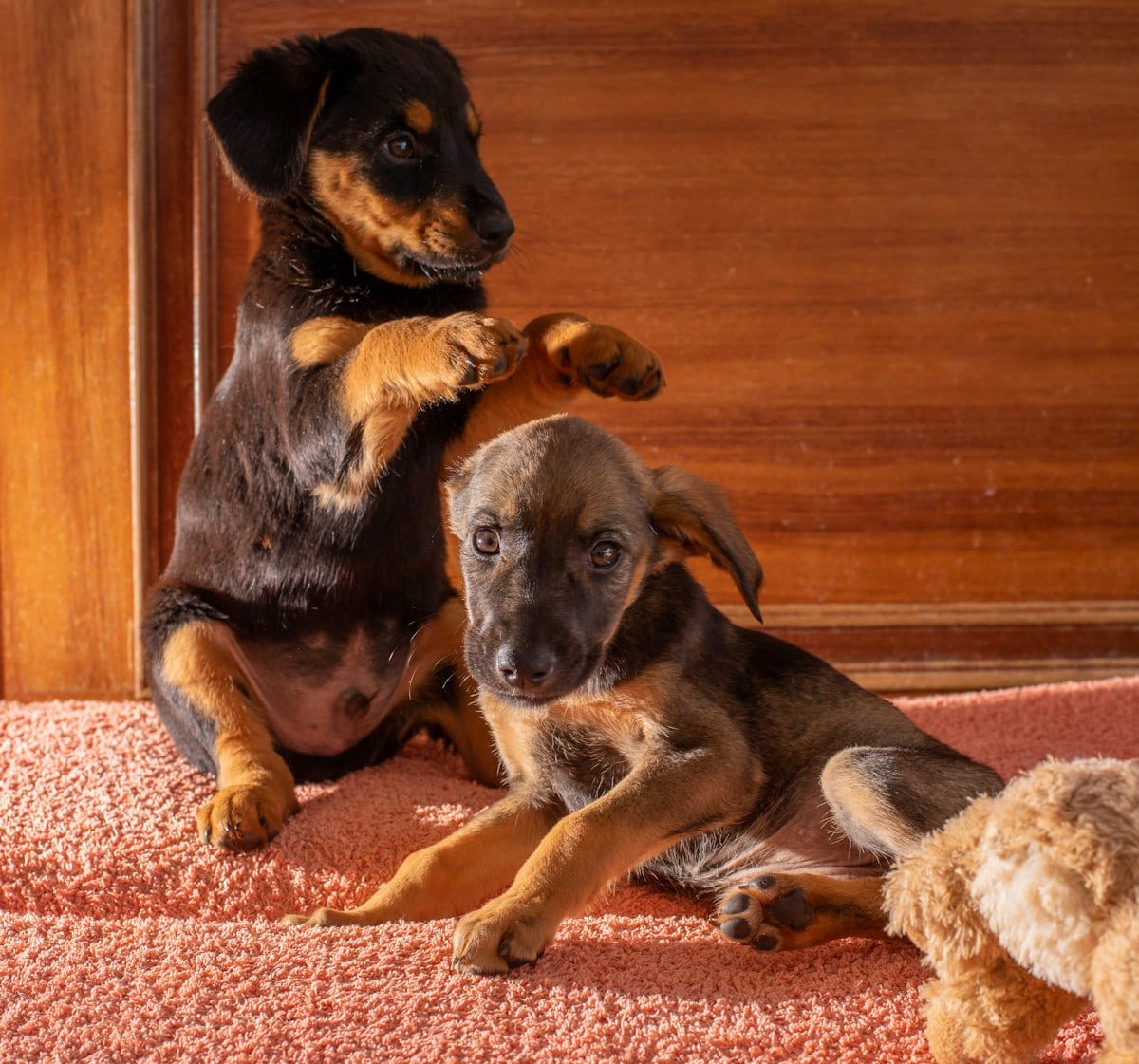 Dog photo: Stop the Pull: Simple Leash Training That Actually Works