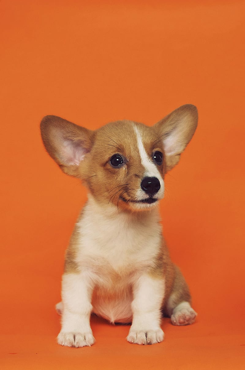 Dog photo: How To Manage Prey Drive in Dogs