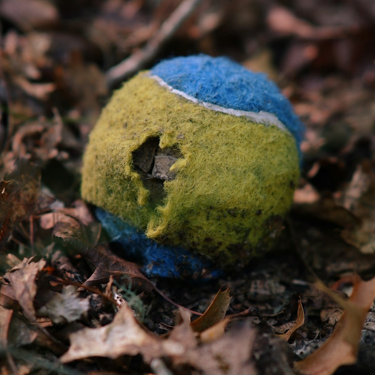 Dog photo: How To Stop Dogs From Destructive Chewing