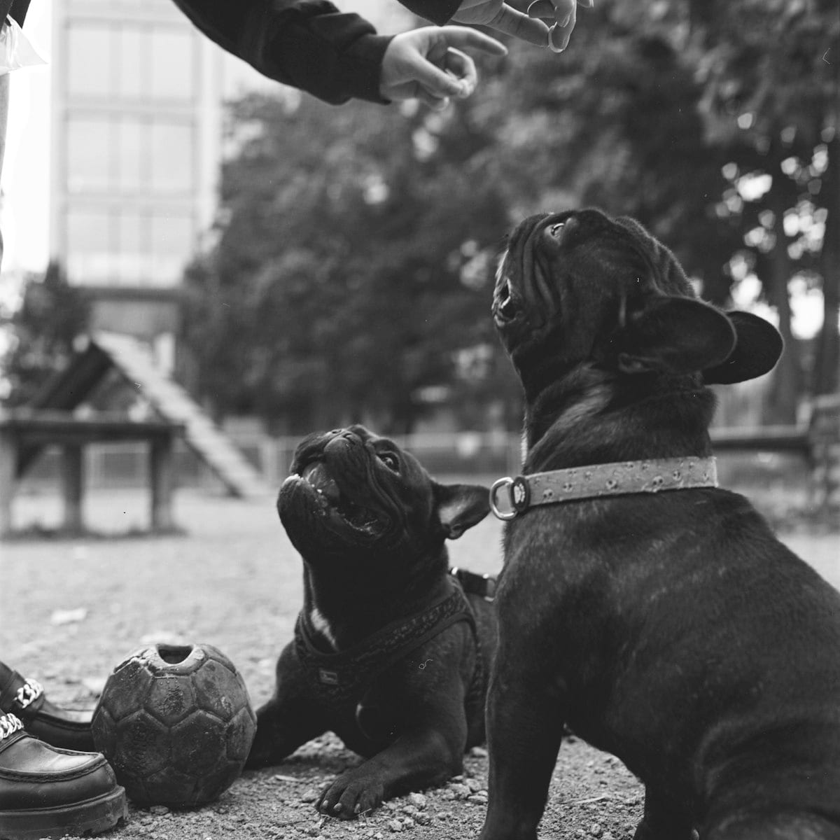Dog photo: How To Find the Best Dog Groomer for Your Pet