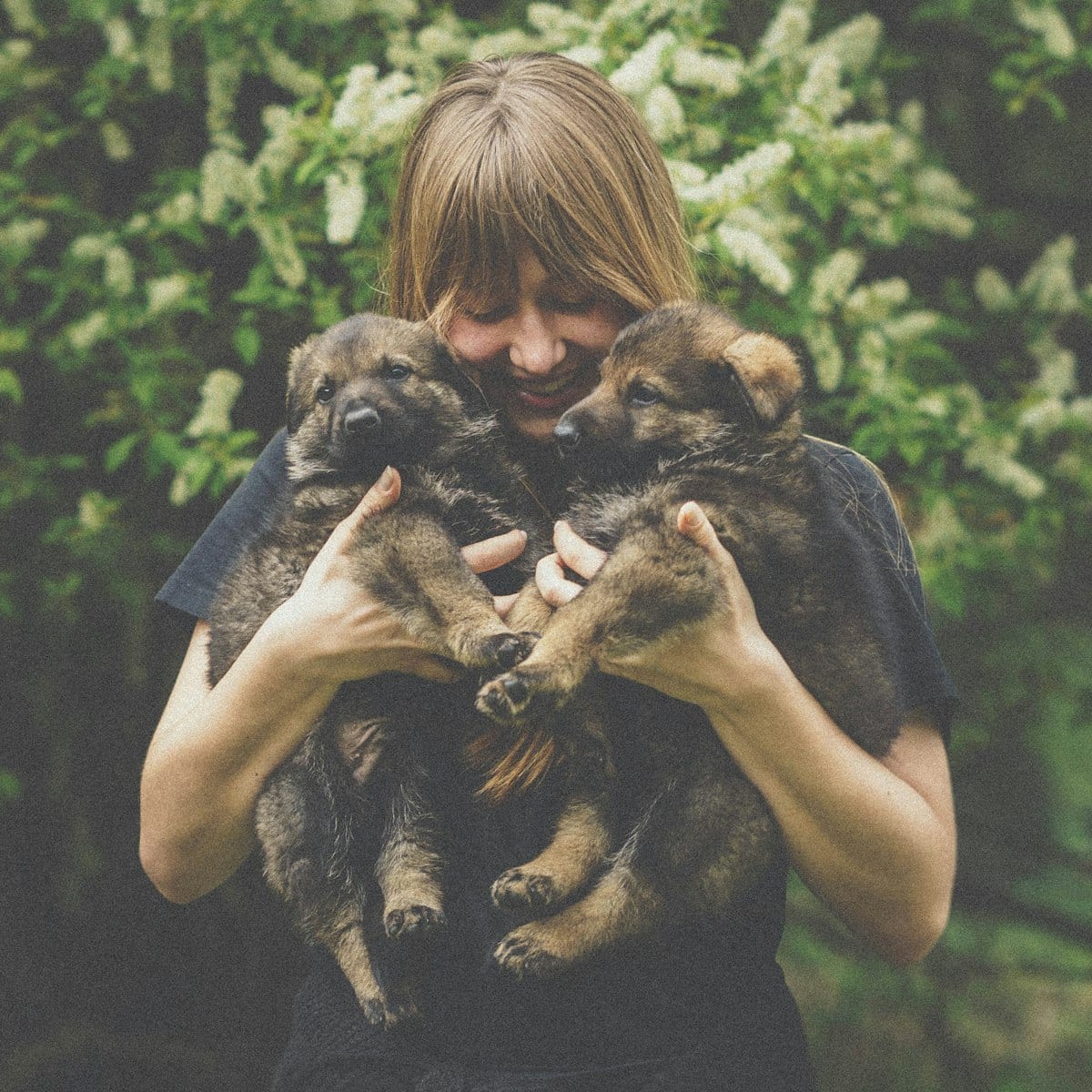 Dog photo: Everything You Should Know About Brushing Your Dog