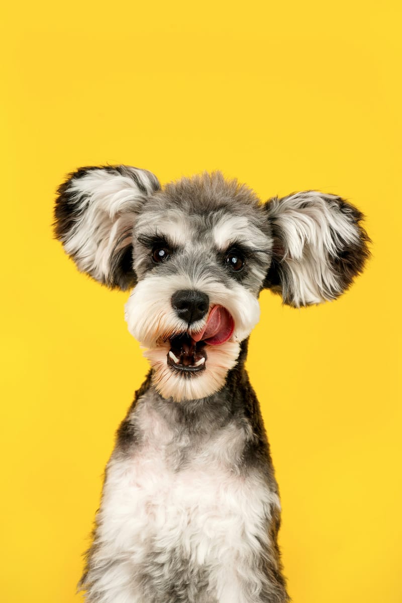 Dog photo: Five Foundation Commands Every Dog Needs (and How to Teach Them)