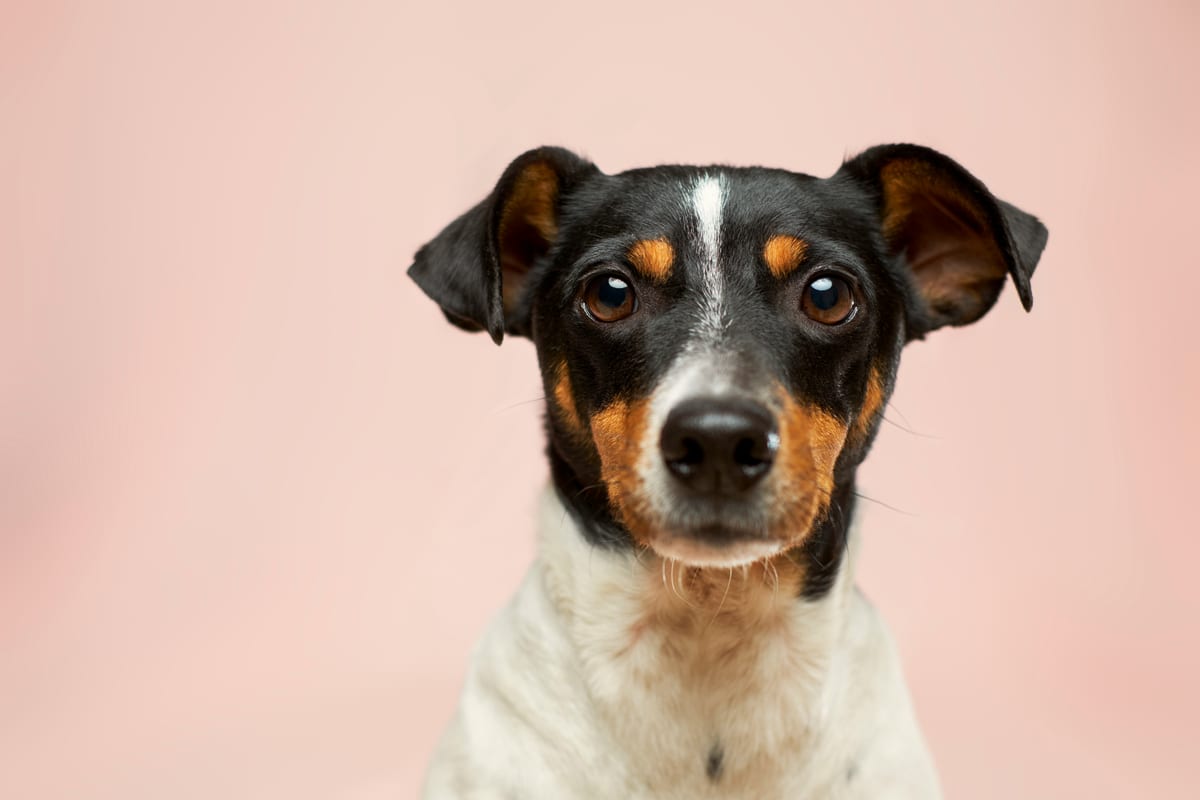 Dog photo: How to Read a Dog Food Label Without Getting Confused