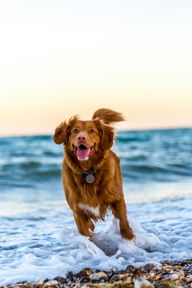 Dog photo: Golden Retriever vs. Labrador: Which Breed Fits Your Life?