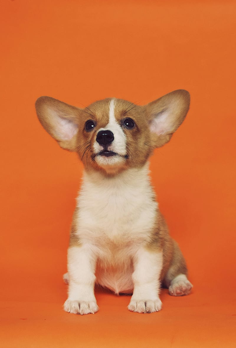 Dog photo: 10 Common Dog Grooming Mistakes And How To Avoid Them